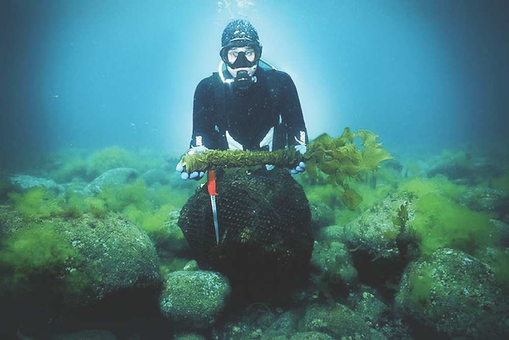 ●常景有機再次榮獲「世界品質品鑑大會」大賞,其商品90%褐藻醣膠擁多項認證與專利,受科學家高度認同。圖/常景有機提供 image