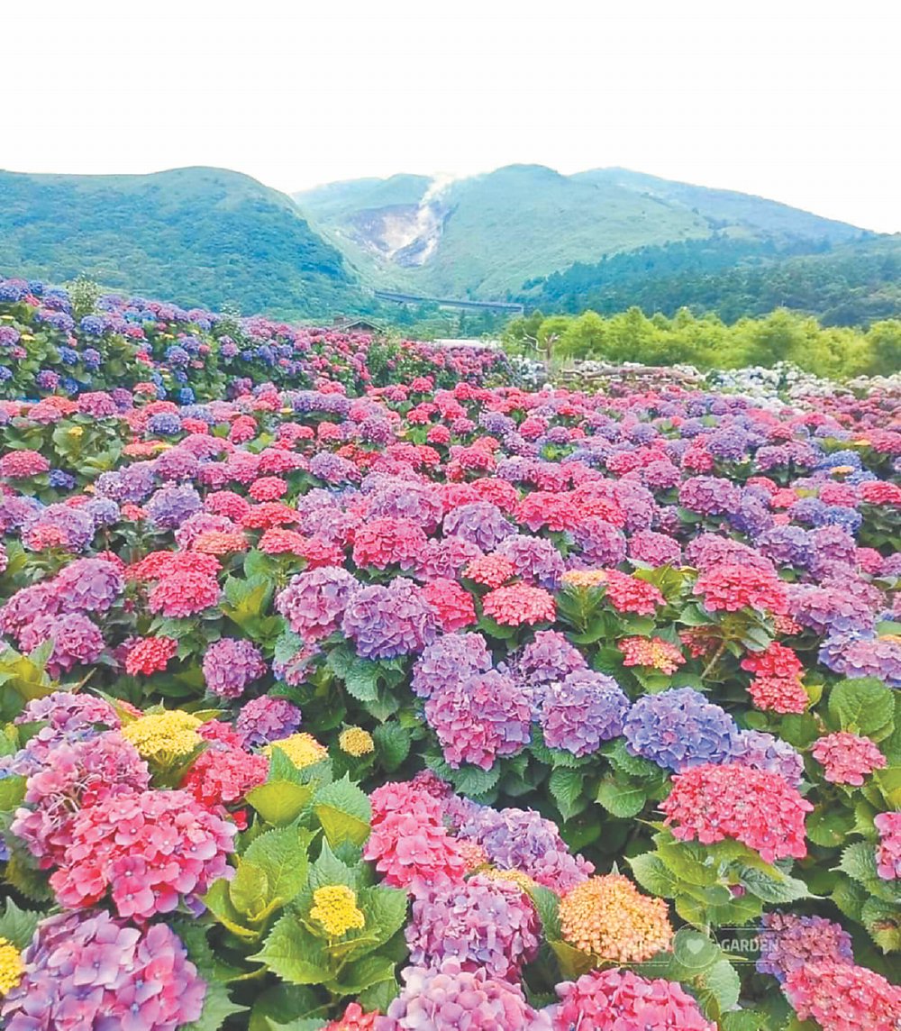 ●大地酒店首度與「財福」繡球花店家攜手合作,賞花時可遠眺小油坑美景。
圖/大地酒店提供 image