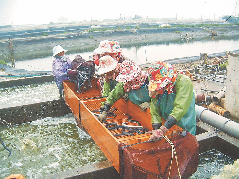 鰻魚是台灣重要的淡水養殖魚種,主要外銷到日本,近年出口銳減,「養鰻王國」美譽,已如明日黃花。圖/本報資料照片 image