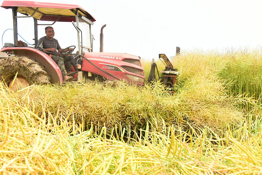 中方9日表示,獲得初步證據和訊息顯示,加拿大油菜籽以低於正常價值的價格向中國出口銷售,存在傾銷。圖/新華社 image