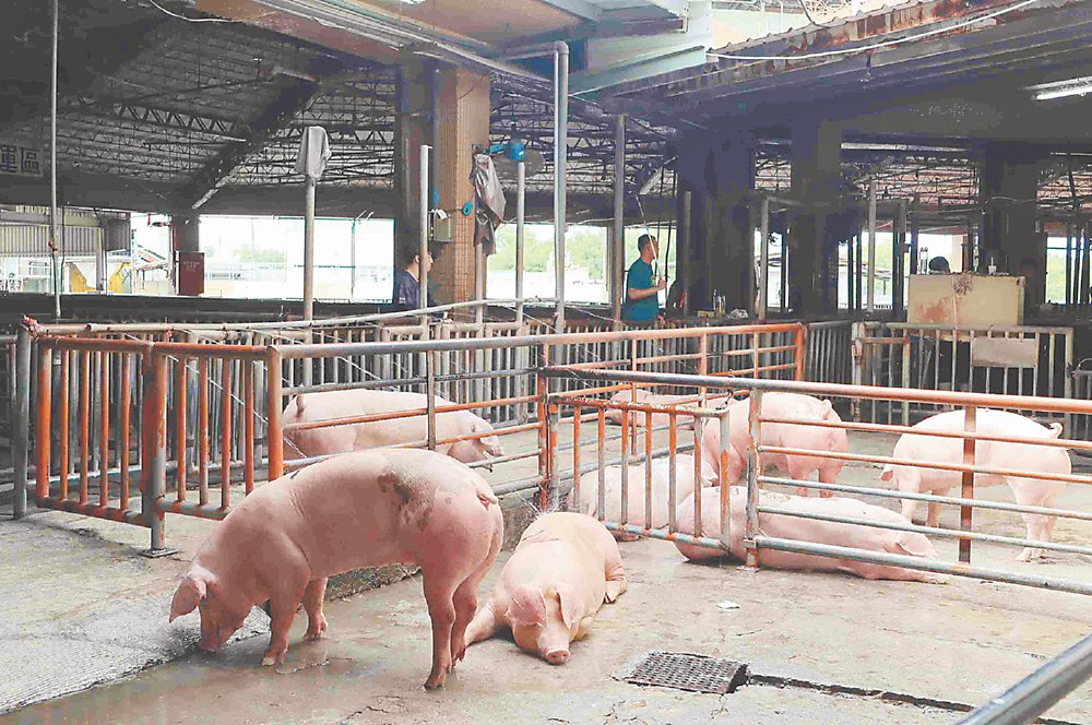 總統賴清德表示,政府已啟動緊急防疫應變作為,強調非洲豬瘟不是人畜共通傳染病,國人不需恐慌。圖/呂妍庭 image