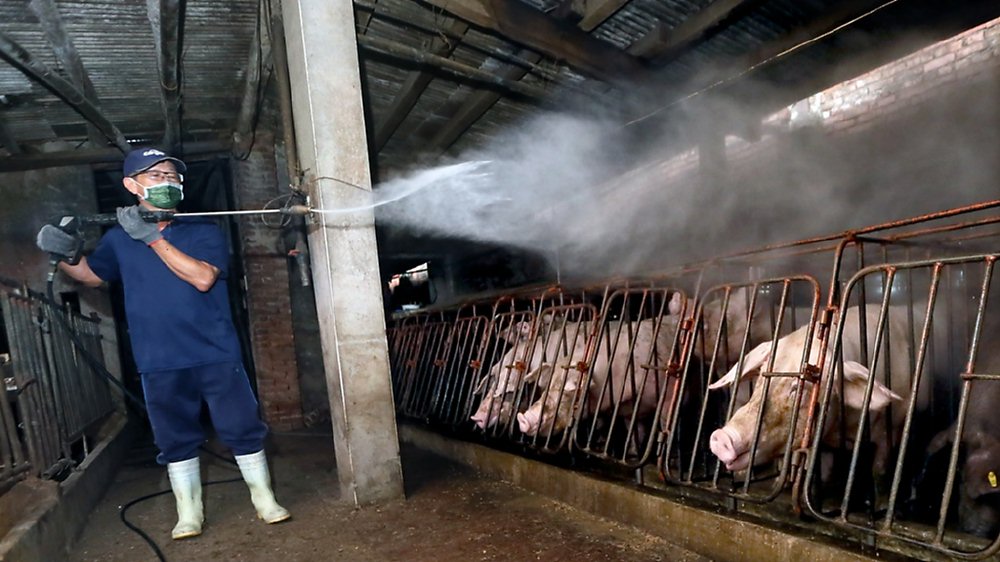 台灣驚傳疑似非洲豬瘟案例,農業部宣布全國豬隻禁運禁宰五天,北部一處養豬場內,豬農正在消毒豬隻。圖/范揚光 image